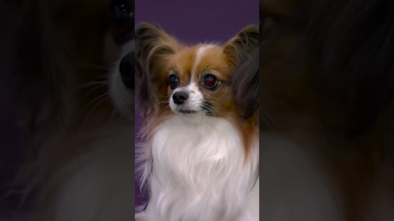 Small but mighty! Gabby the #Papillon agility queen 🏆