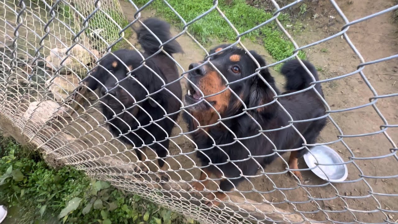 Pride Of Himalaya Bhotia Dogs