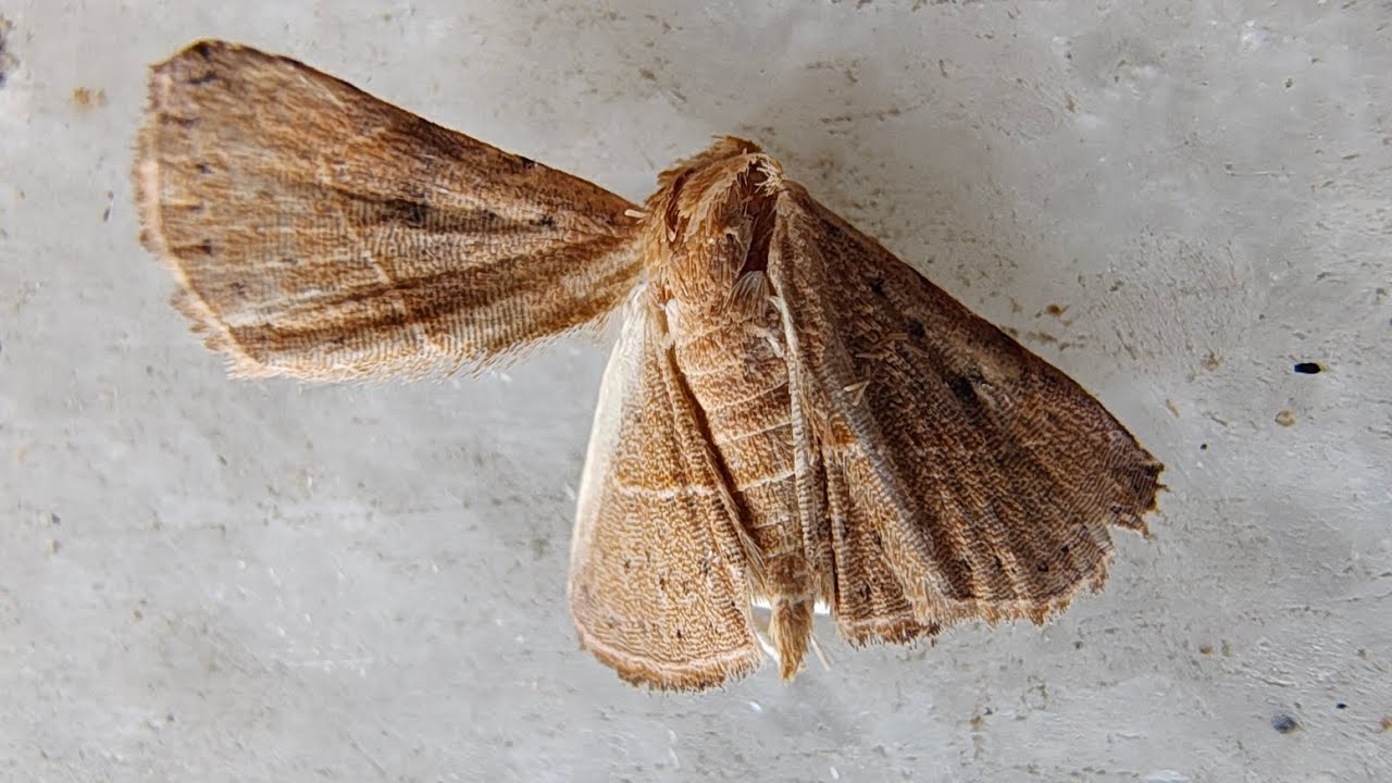 Вероятно, это моль Eublemma brachygonia.