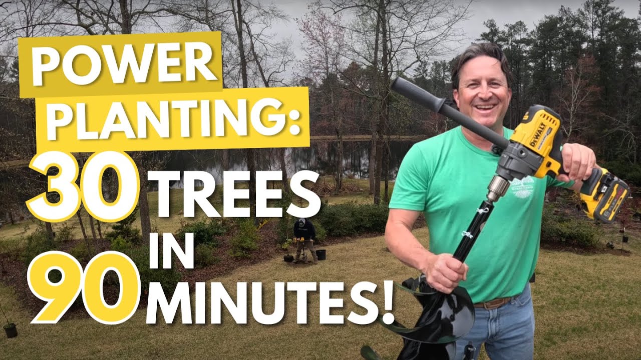 Plant 30 Trees in 90 Minutes With This Amazing Tool! #JapaneseMaple
