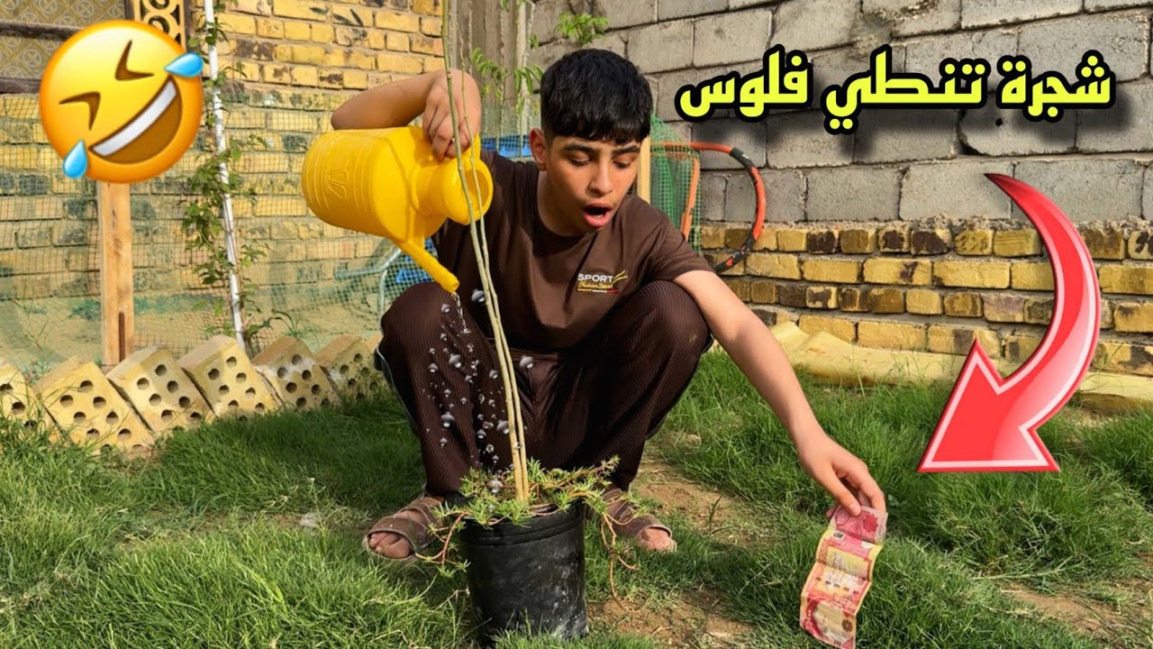 #فلم شباوي لكه شجرة تنطي فلوس😂شوفو شكد حصل🤑 !! لا يفوتكم