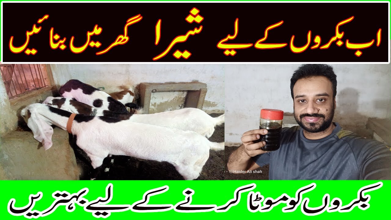 Bakro K lie Sheera Ghar Main Banae | Bakra Dana Bhi Zayada Uthaega Aur Mota Bhi Hoga Asaan tareeqa