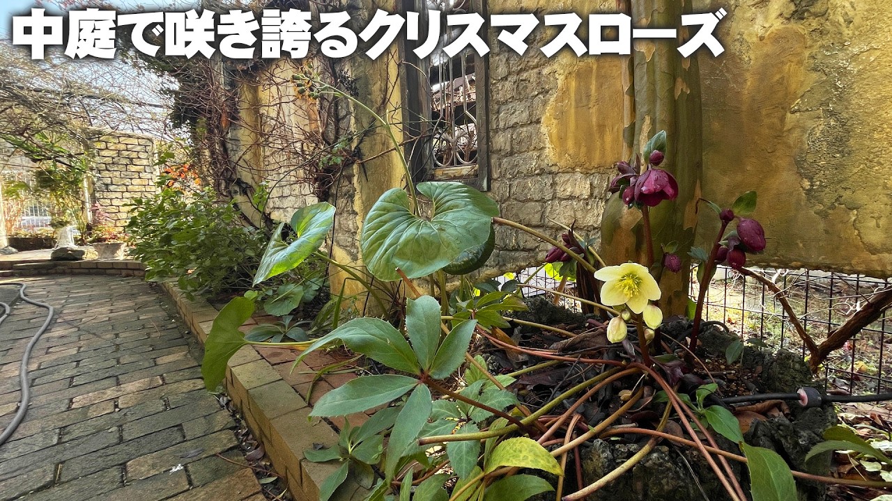 【中庭の植物が動き出す】クリスマスローズもぐんぐん成長し、ツルアジサイの芽は勢いを増す！まさに春が近づいてますね【園芸】【ガーデニング】
