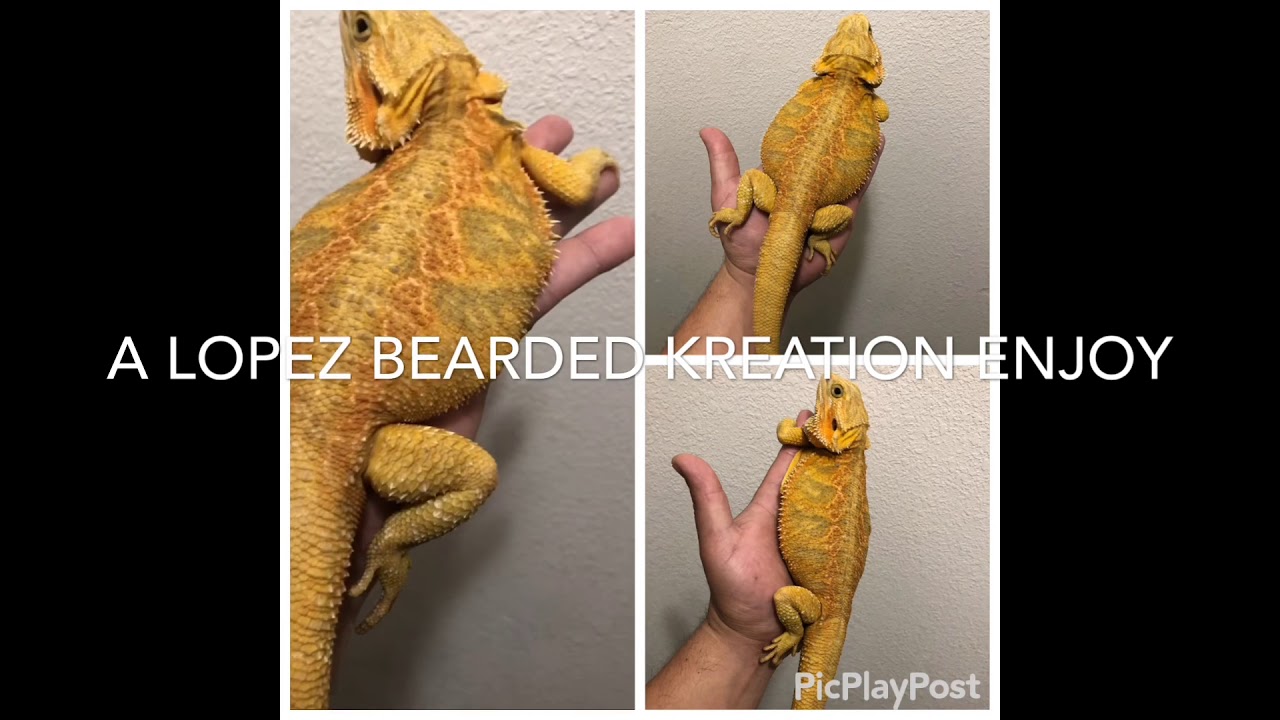 Bearded Dragon pogona vitticeps Enjoy. LBK