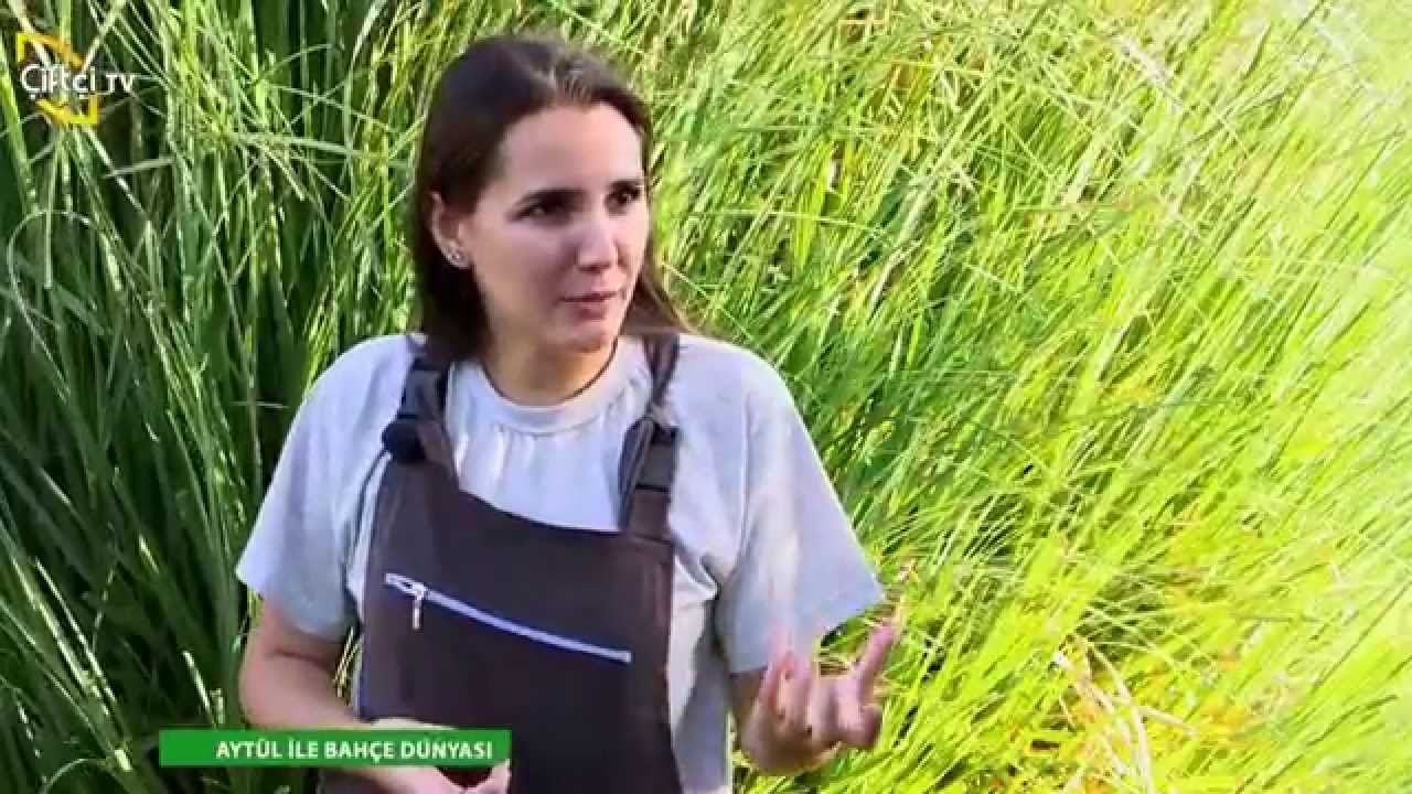 BAHÇE DÜNYASI   BAHÇE PEYZAJI