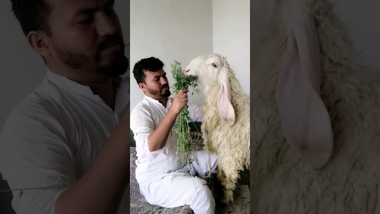 #qurbani #sunat #janwar #janwarmandi #fast #loft