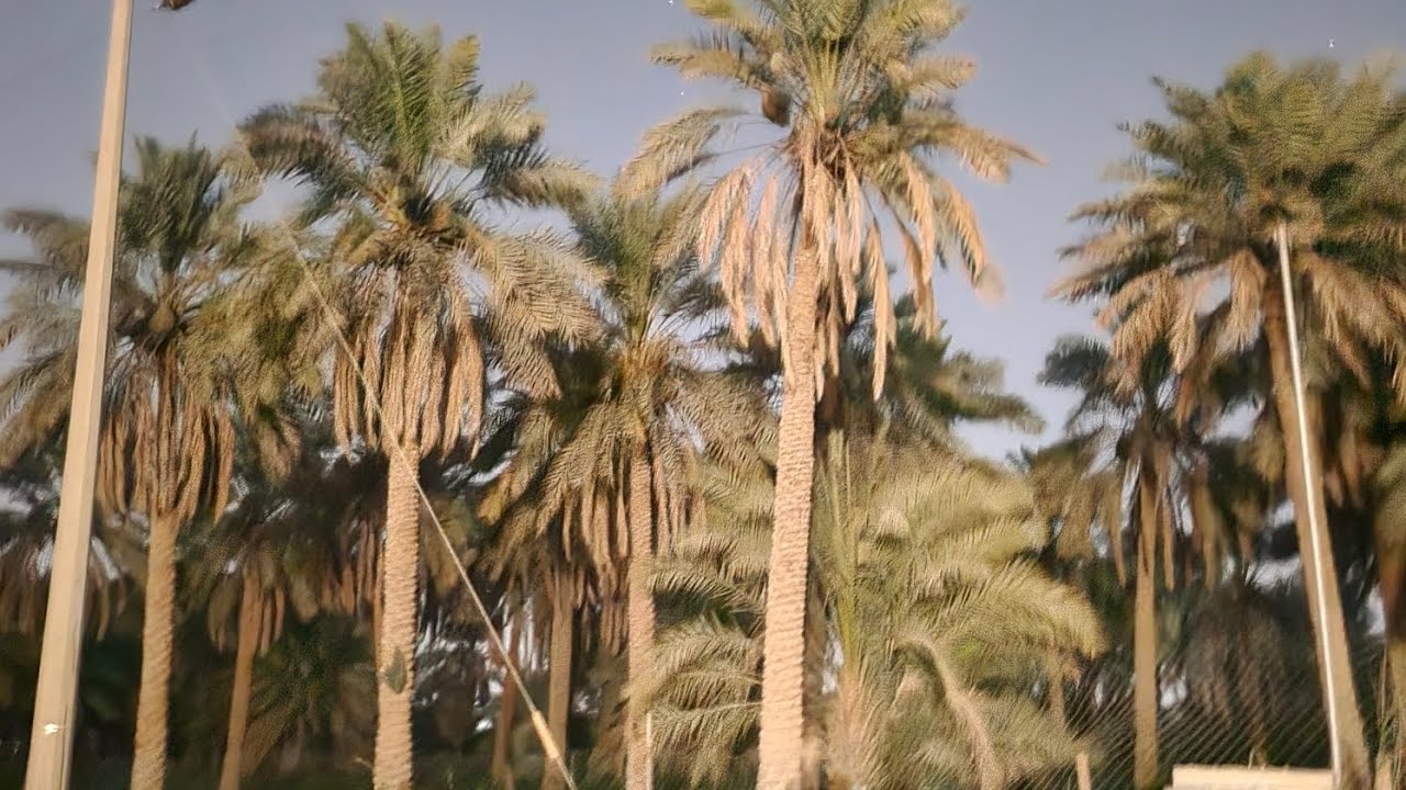 الجوله اليوم في بلدة الحليله الأحساء السعودية 
