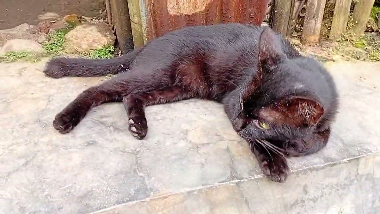 @Kucing ber aktivitas pagi hari suka santai di lorong 