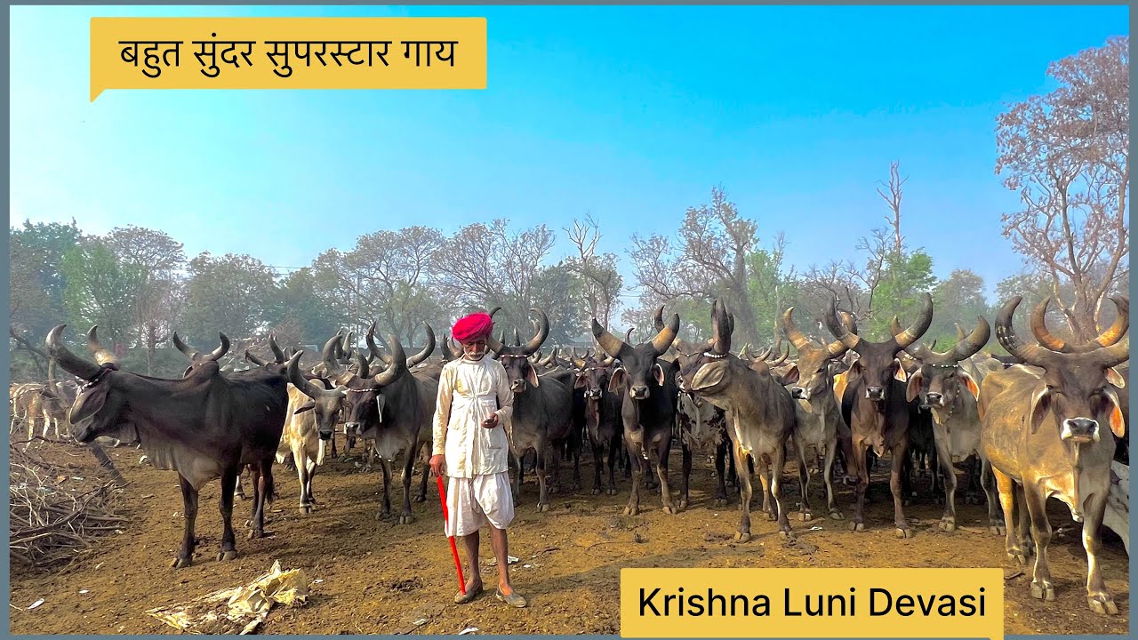 🐄बहुत सुंदर सुपरस्टार गाय 🐄 यह गाय गुजरात मे बहुत ज़्यादा फेमस है 🙏🚩
