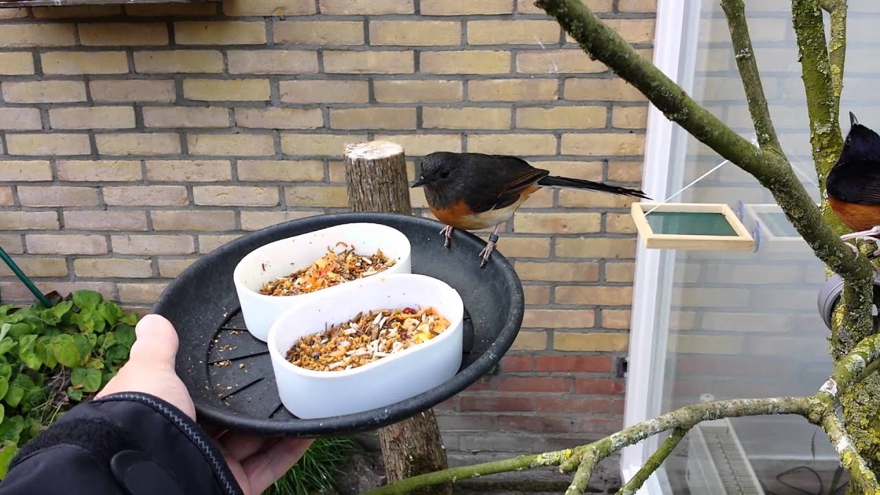 Handfeeding tame White-rumped shamas