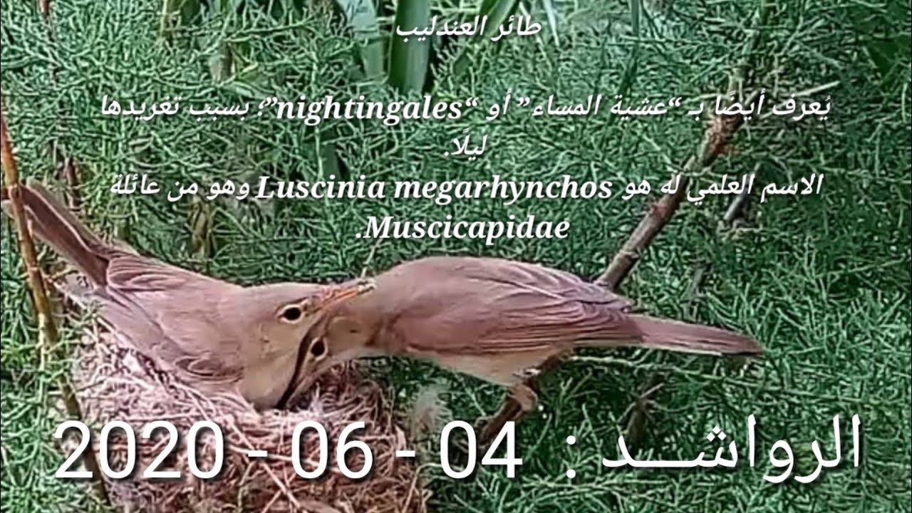 #ميلة#الرواشد#طيور#العندليب مشهد نادر وحصري لطائر العندليب يطعم فراخة الصغيرة في العش