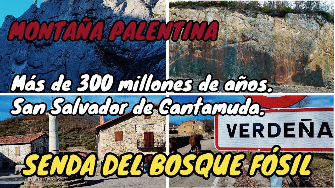 SENDA DEL BOSQUE F&Oacute;SIL. M&aacute;s de 300 millones de a&ntilde;os. VERDE&Ntilde;A. San Salvador de Cantamuda.