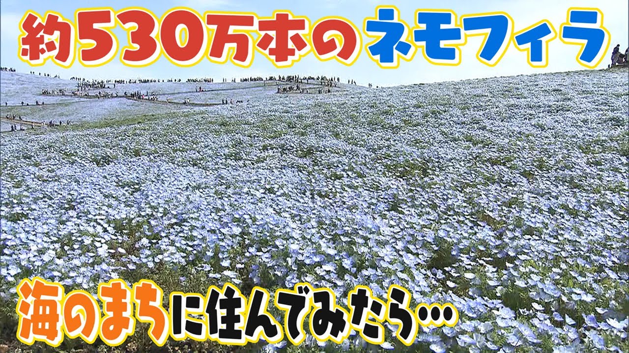【移住】一面にネモフィラ 特産は干し芋･･･海と自然のまちに住んでみた【移住しません課】