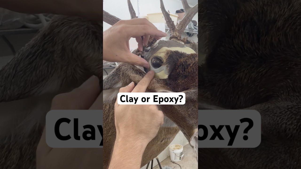What&rsquo;s your preference? #deer #hunting #taxidermy #thecedarridgechronicles