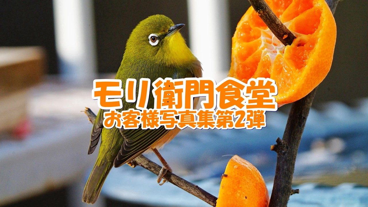 モリ衛門食堂 お客様写真集第2弾 #ヤマガラ#メジロ#ヒヨドリ#スズメ#シジュウカラ#タイワンリス