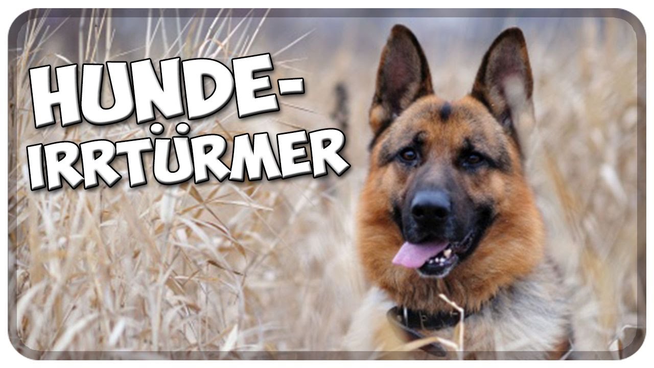 Die größten Hunde-Irrtümer! Die häufigsten Irrtümer und Märchen über Hunde!
