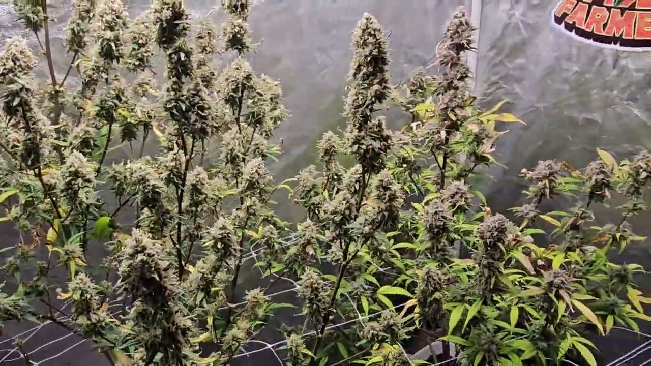 Growpeaceful Autoflower | Сезон 3, Эпизод 6