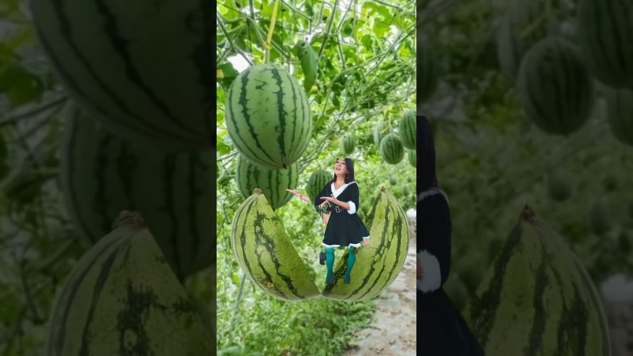 #watermelon pakwan in tagalog