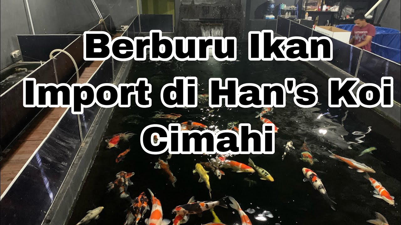 Ikan Monster di Han's Koi Cimahi, Harga Ramah Dikantong