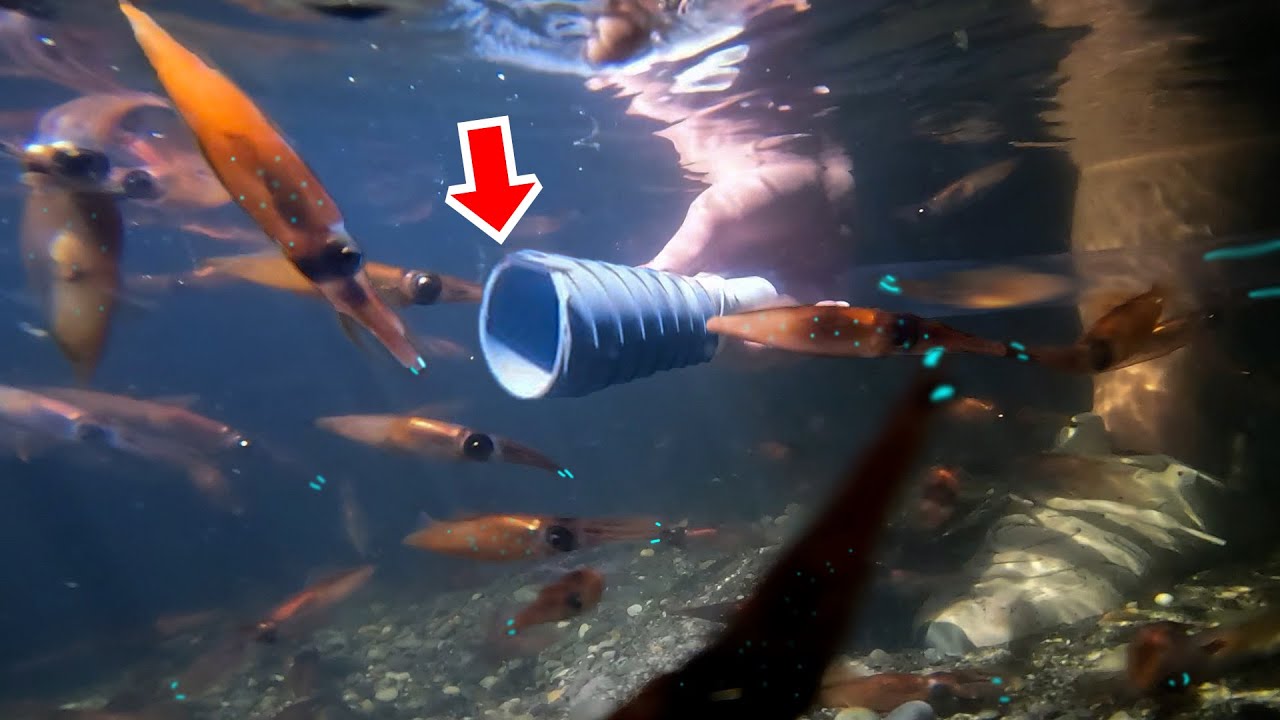 ホタルイカを掃除機で大量捕獲【ENG SUB】