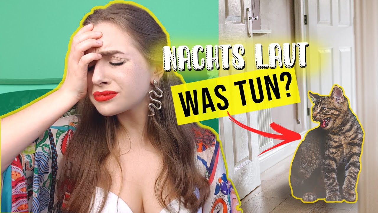 was tun bei nachtaktiver Katze / 5 Dinge gegen Türen kratzen & nächtliches Miauen / Amely Rose