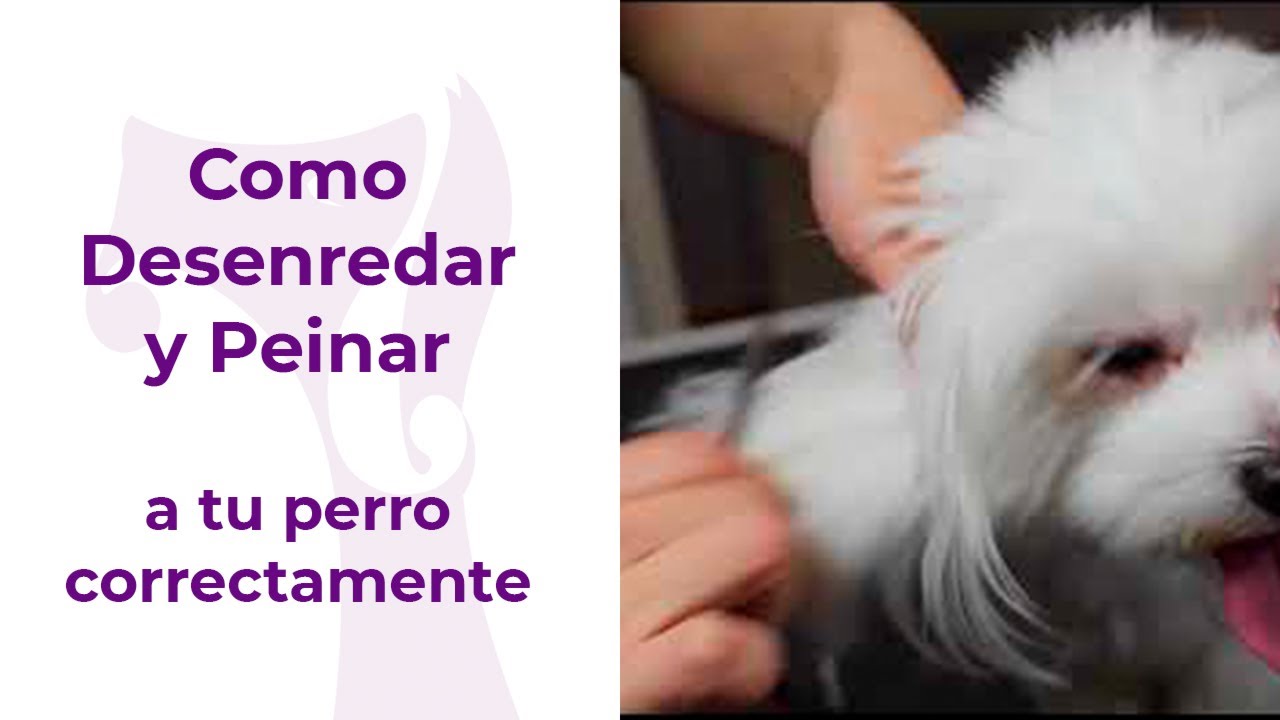 Como Desenredar a un Perro con Nudos, correctamente