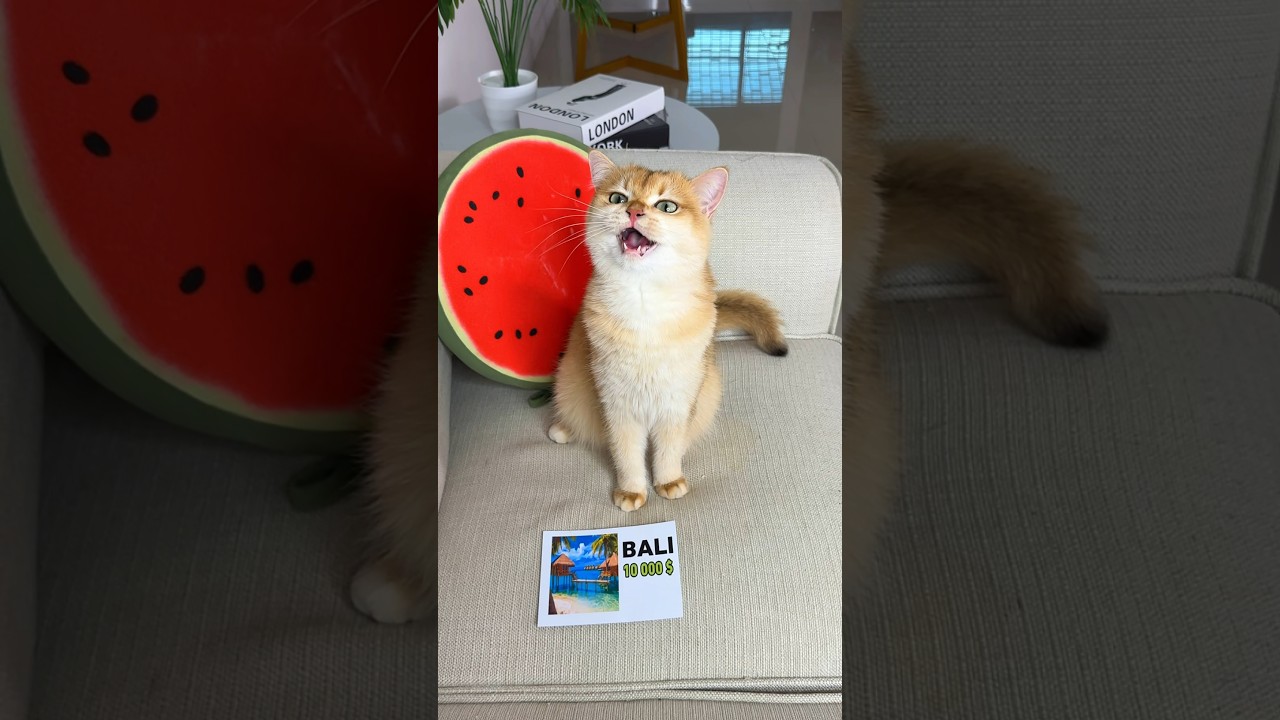 Nika wants to go to Bali #cat #cats