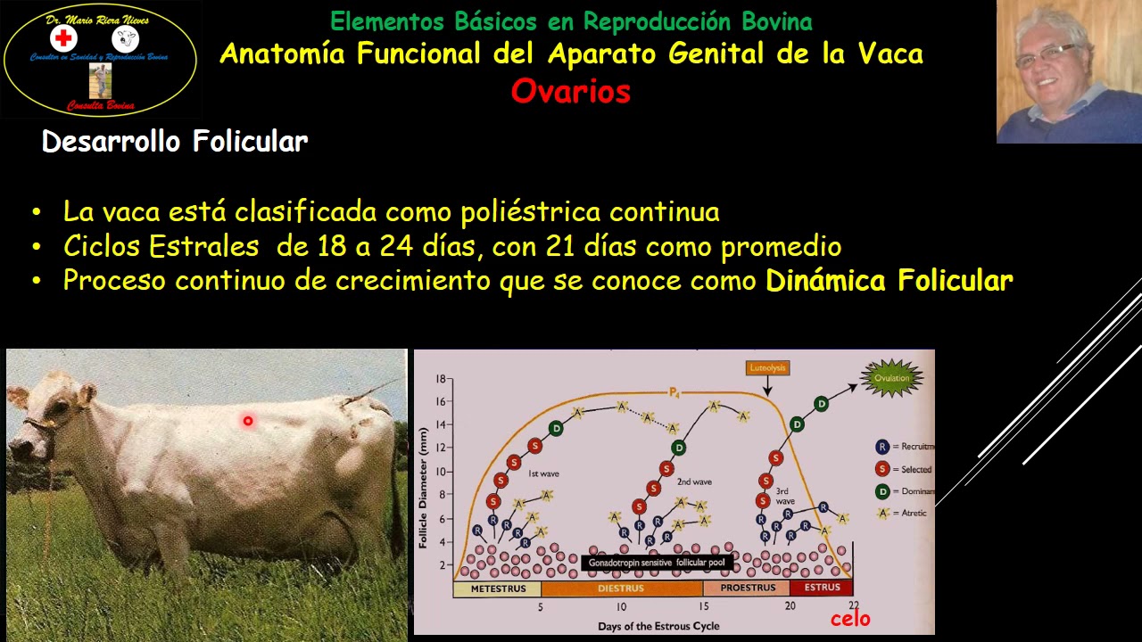 Anatomía Funcional del Aparato Genital de la Vaca Parte 1: Ovarios: Estructura  y Función