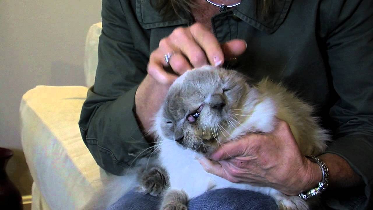 Frank and Louie, two-faced cat