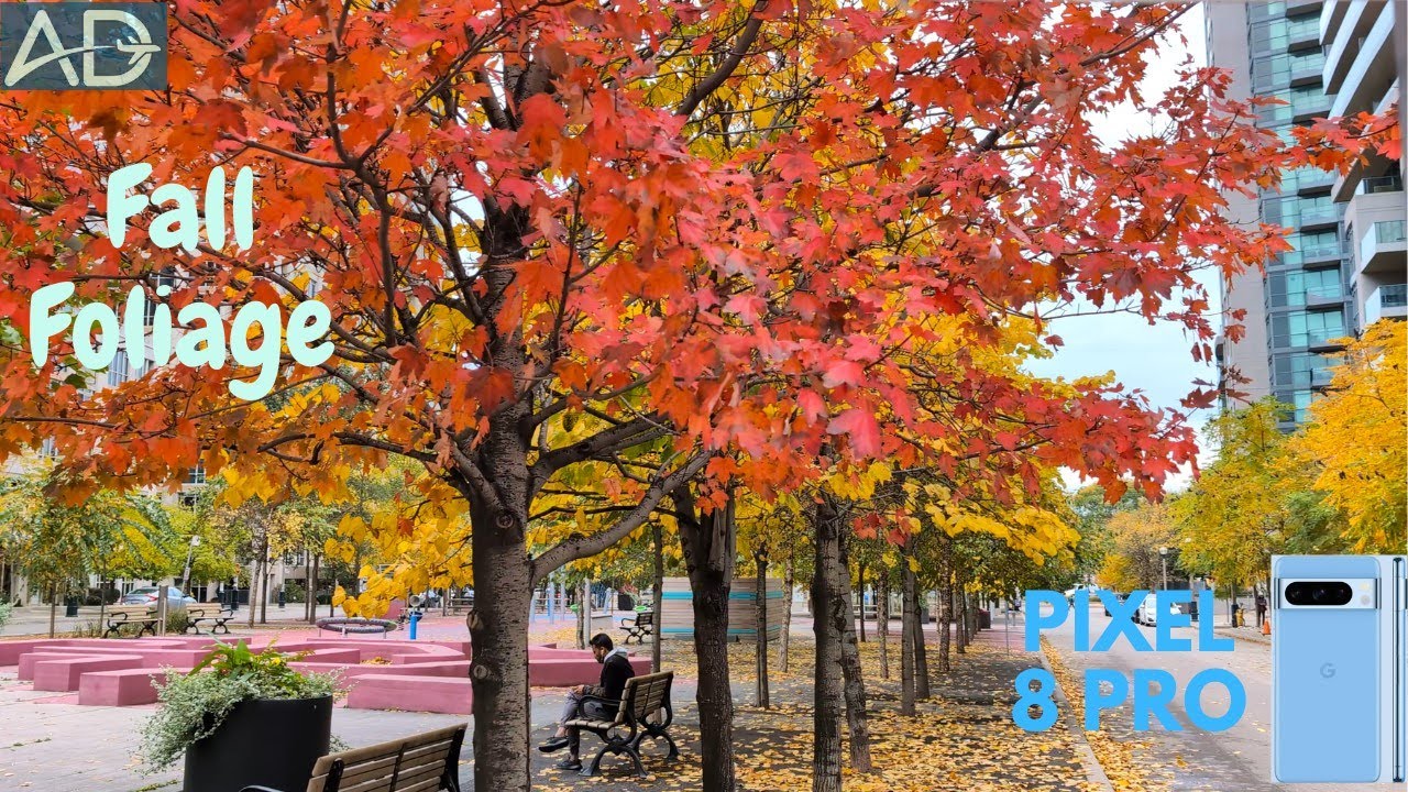 Canada 🍁 Beautiful Fall Foliage (Autumn In Toronto)