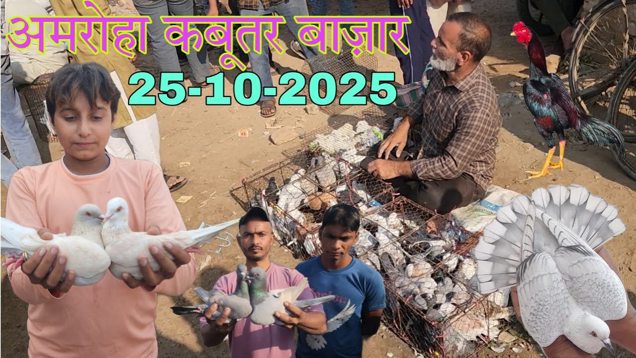 Amroha kabootar market 🕊️ 25-10-2025. अमरोहा कबूतर बाज़ार। Gola kabootar market