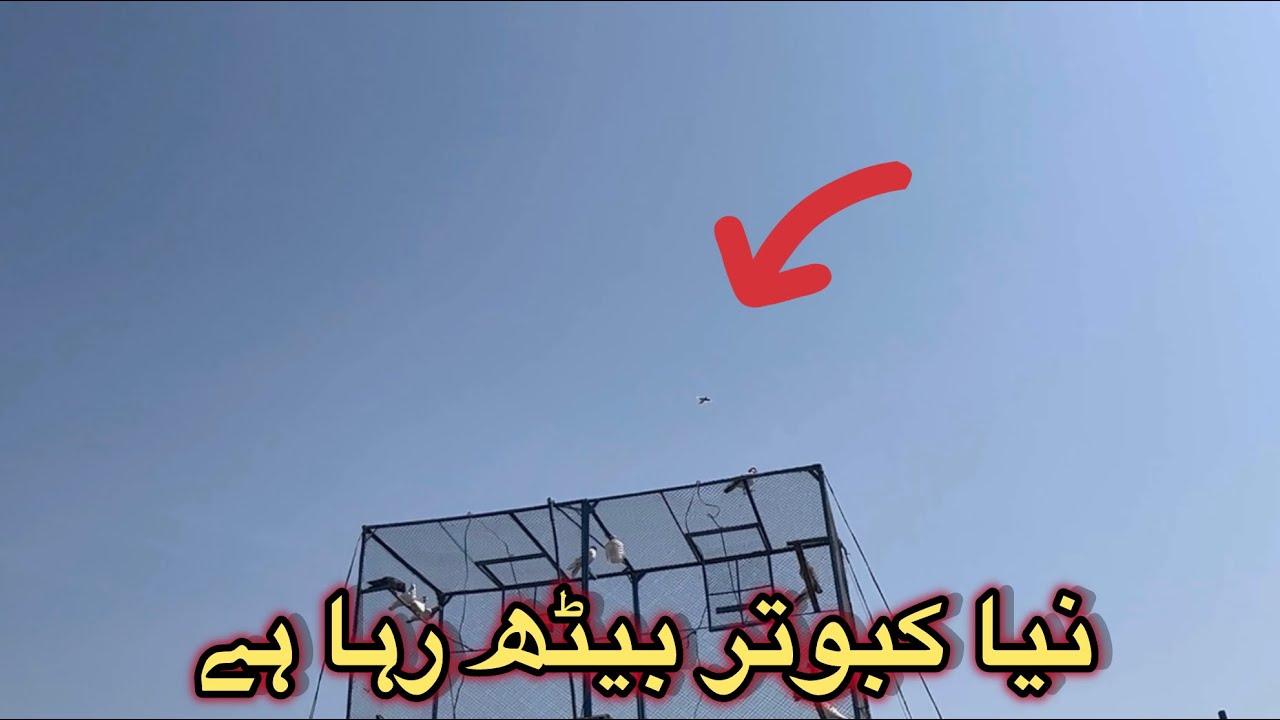 نیا کبوتر بیٹھ رہا ہے/ Stomo 😍 