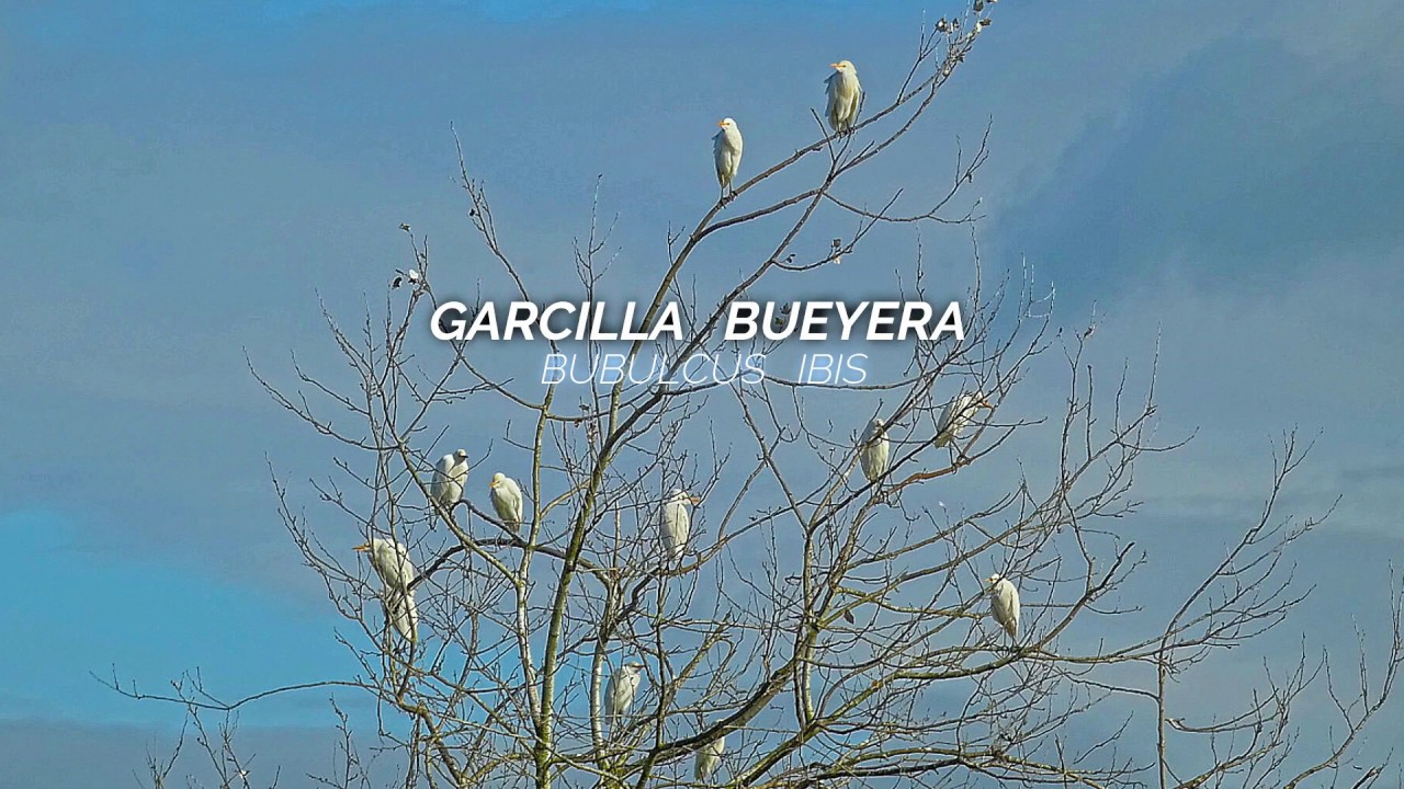Garcilla bueyera. Marismas de Jaizubia. Guipúzkoa.