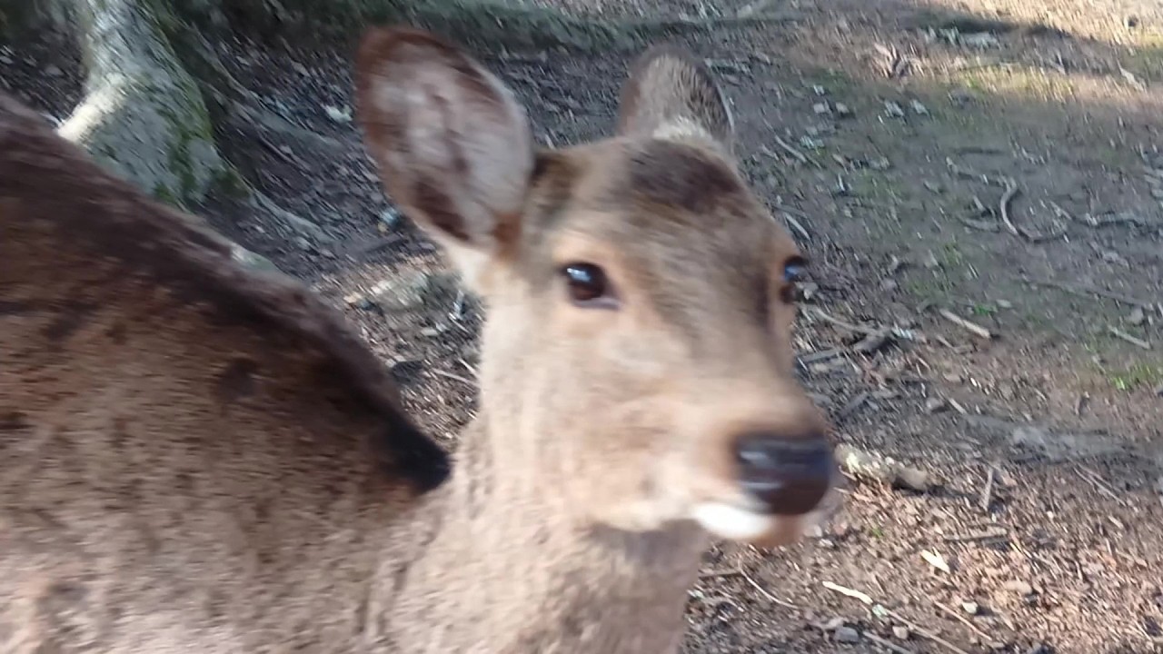 奈良公園の鹿さん #227 Deer of Nara Park