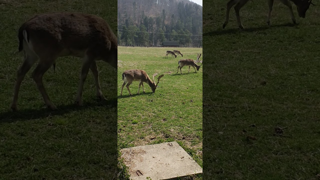 Acris - rezervatie naturala   #deer #nature #wildlife