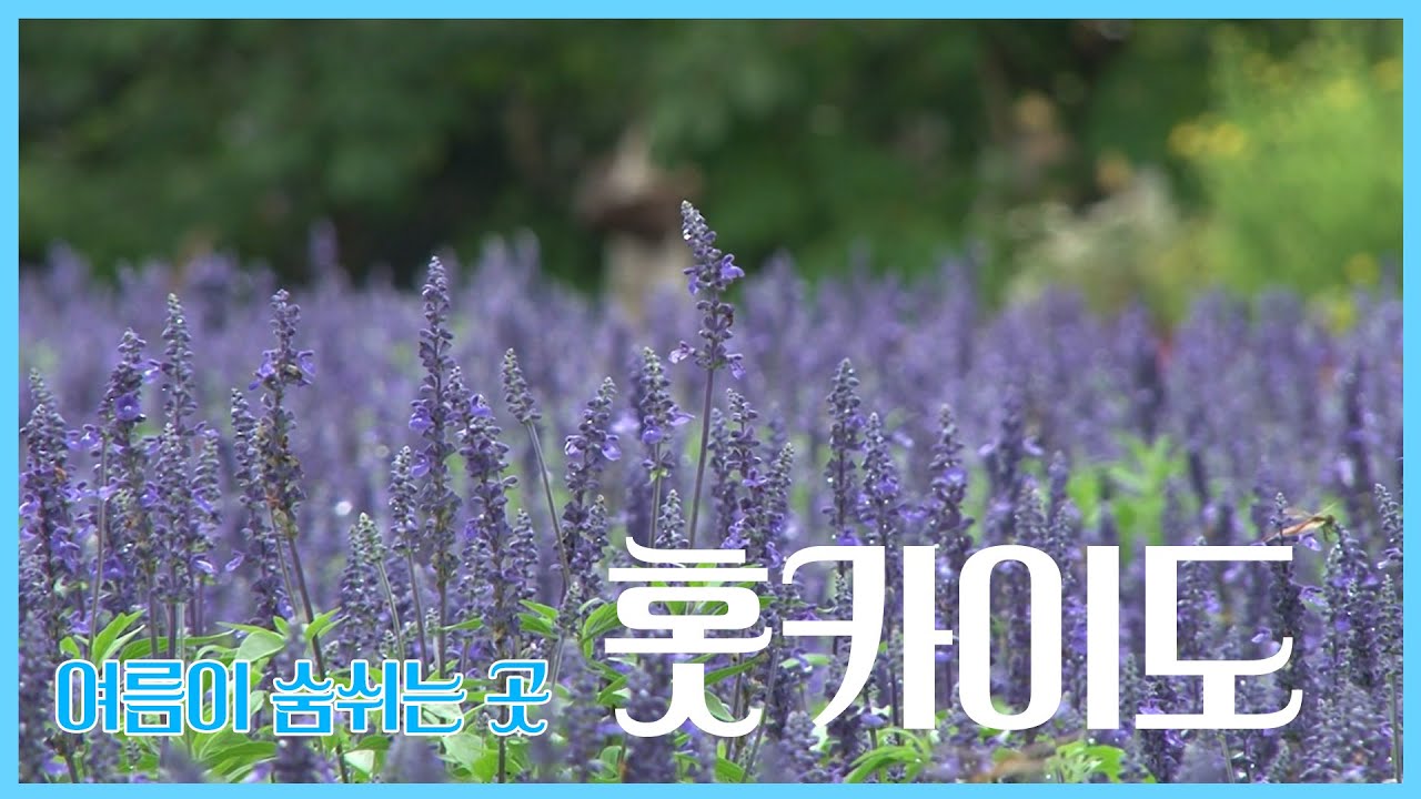 [옛걸세]라벤더 향기 가득한 홋카이도에 갈까? #KBS여행