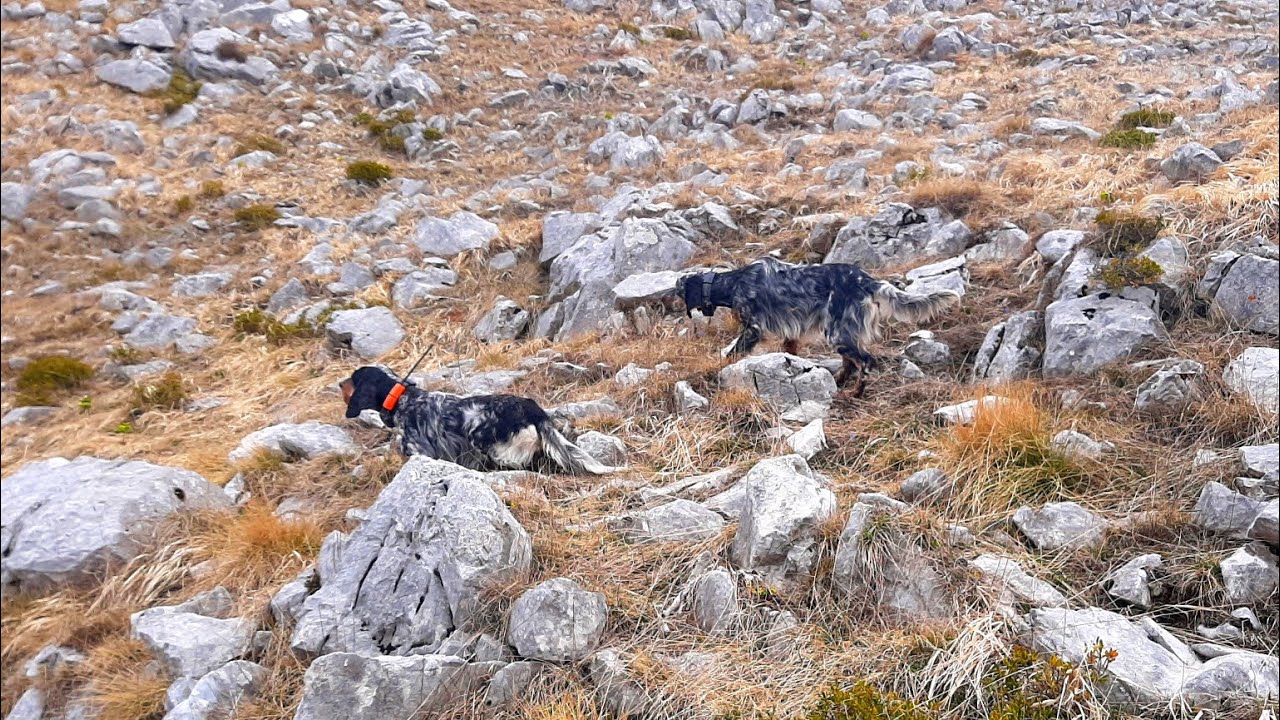 Monun & Iago ,Alectoris graeca graeca,Englishsetter,Coturnice,Th&euml;ll&euml;za #hunting