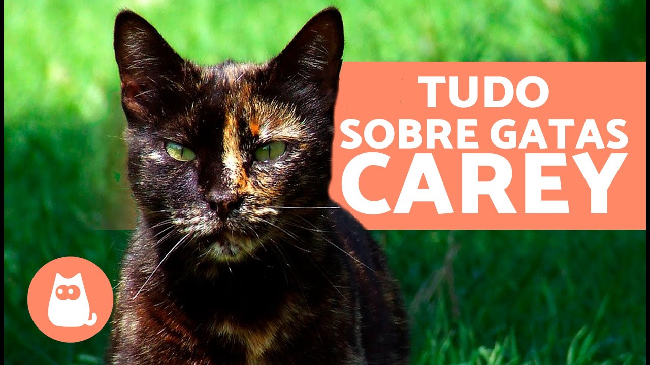 A LENDA das GATAS CAREY 🐱🧡 S&atilde;o sempre f&ecirc;meas? A&atilde;o inf&eacute;rteis?