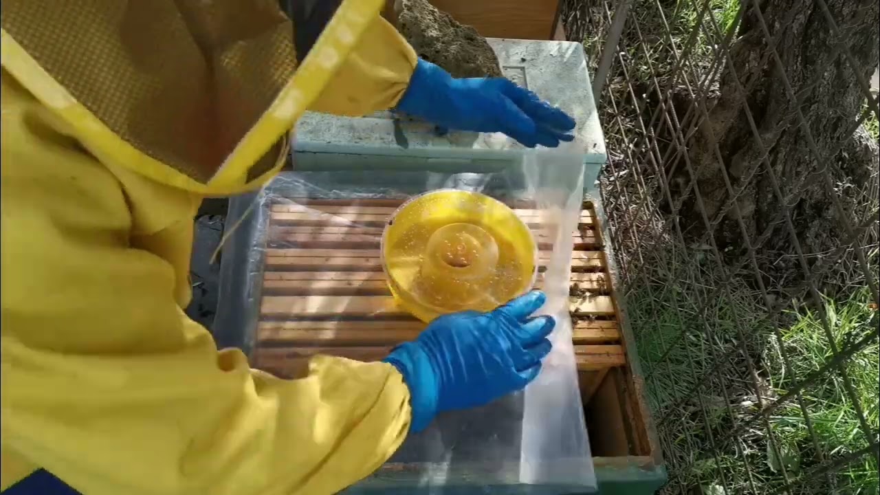 Dicembre 2024 gocciolato con acido ossalico e inserimento telo plastica