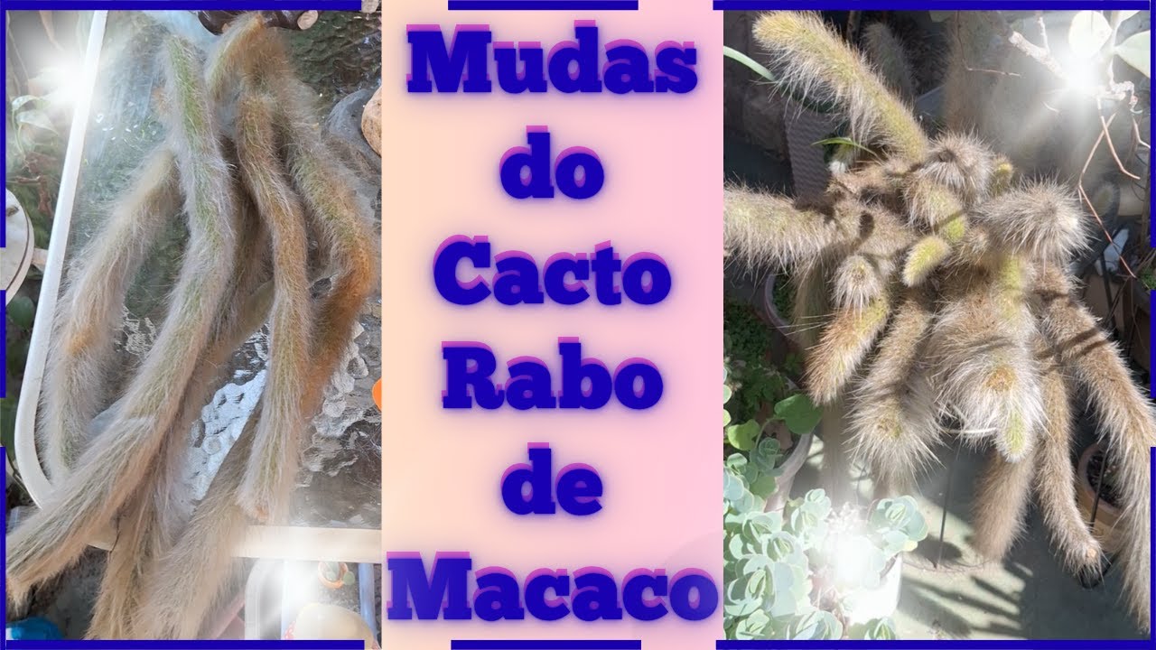 Como fazer mudas do Belo CACTO RABO DE MACACO de uma forma certeira! Sim, tem um segredo. Veja-Veja!