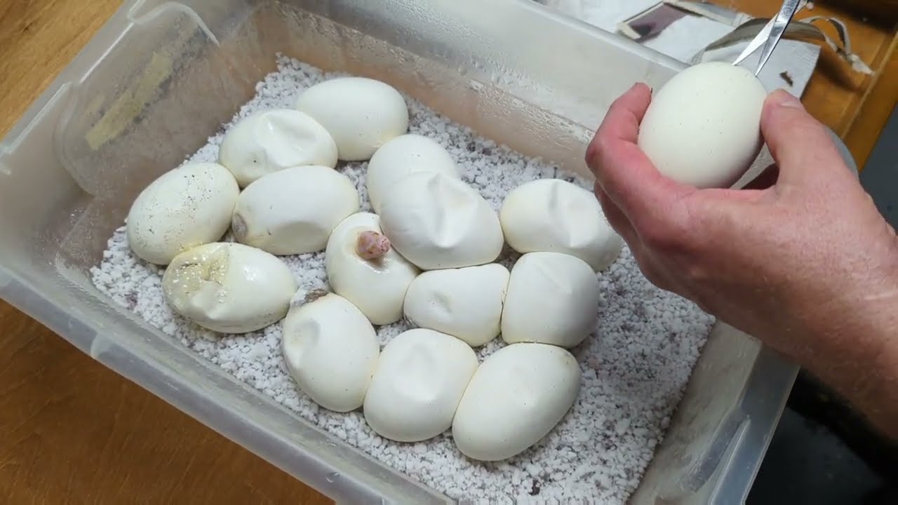 15 Egg Clutch! Egg cutting and followup!