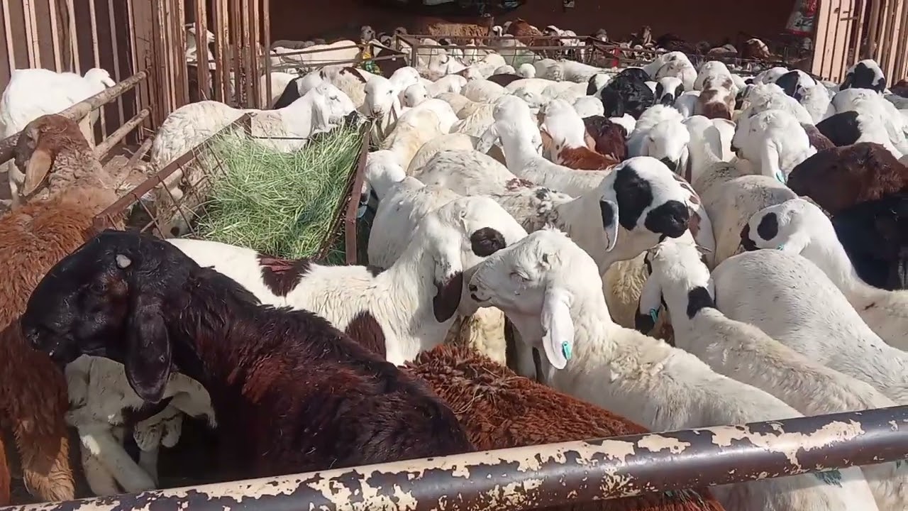 سوق الغنم اليوم قبل وقفة عرفة