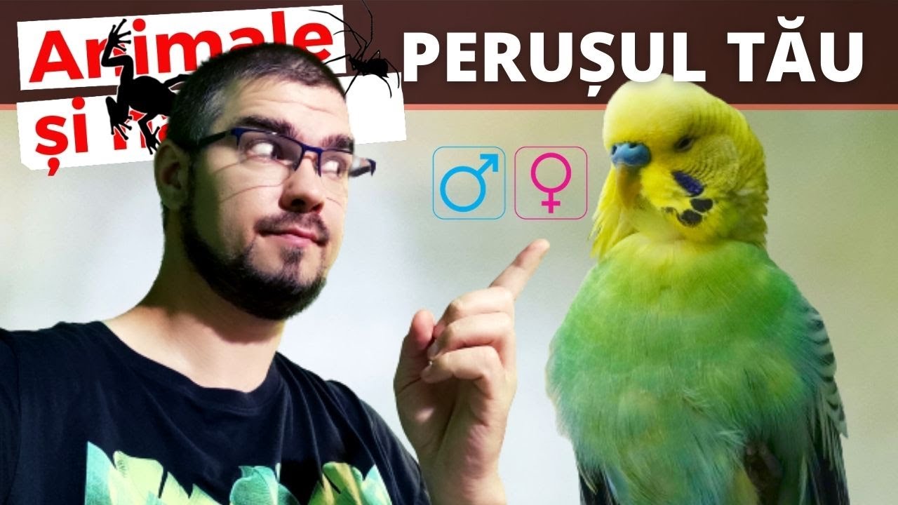 Cum determin sexul perusului meu? (10 intrebari despre perusi)