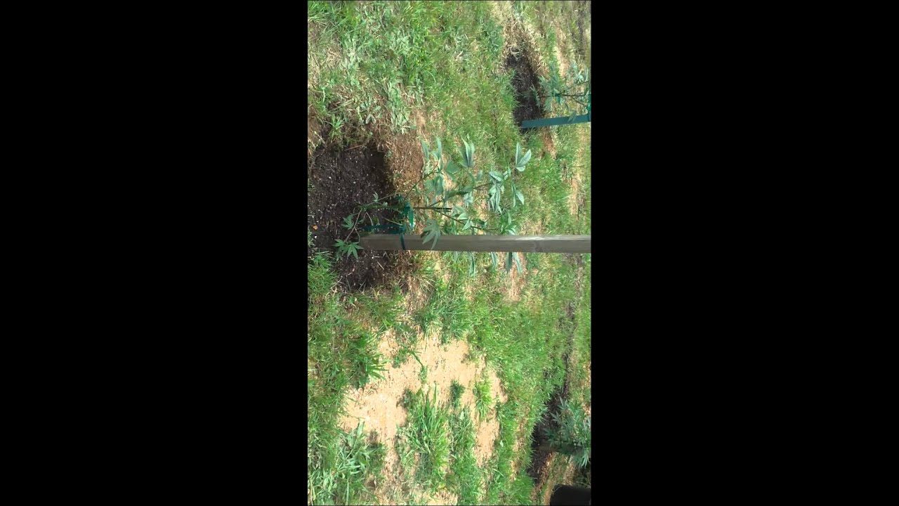 Oregon medical marijuana grow site selection