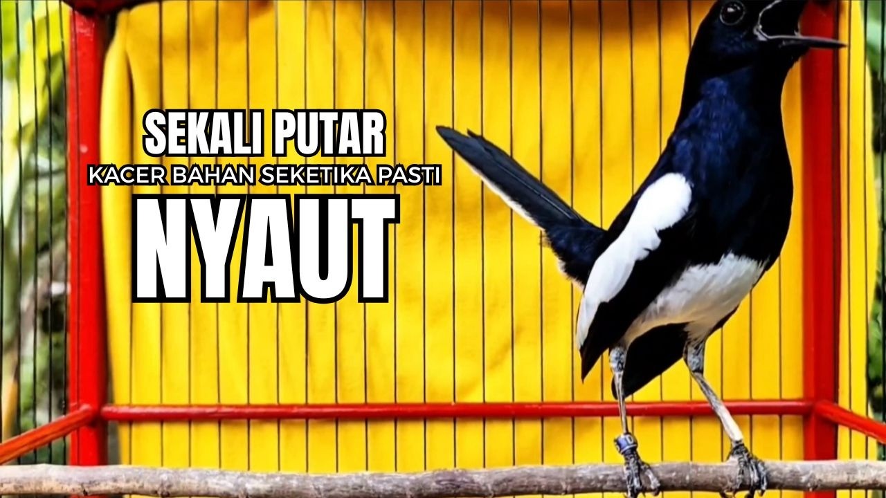 PANCINGAN KACER bahan SUSAH bunyi, KACER GACOR NGEPLONG bikin KACER MANAPUN ikut GACOR