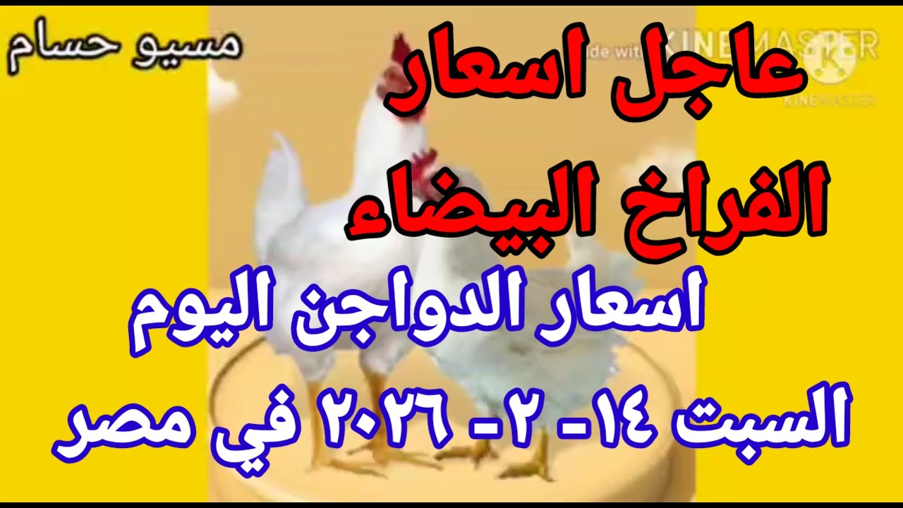 اسعار الفراخ البيضاء اليوم سعر الفراخ البيضاء اليوم السبت 14-2-2026 في مصر 