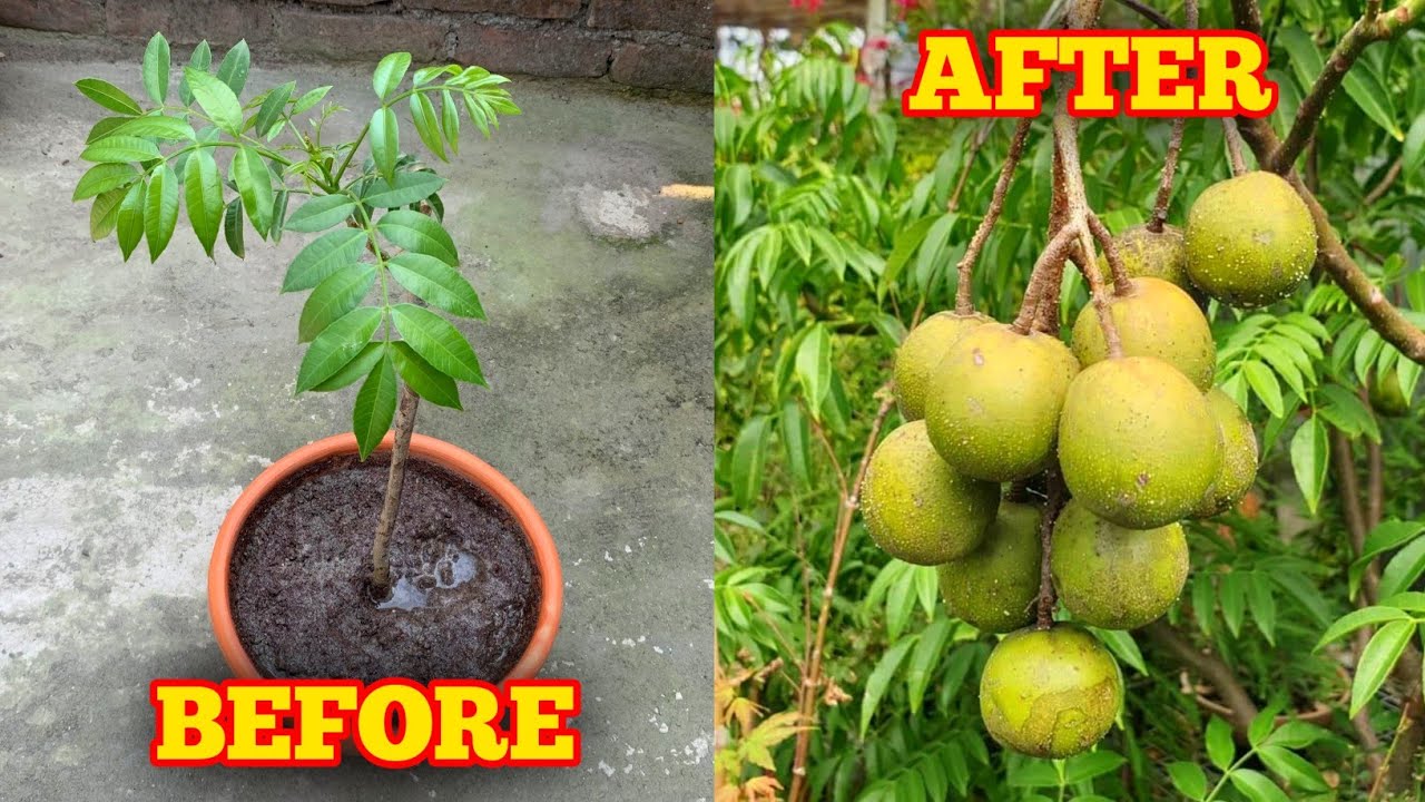 How To Grow Hog Plum Plant In Pots (IN HINDI) Amra Plant Care Tips