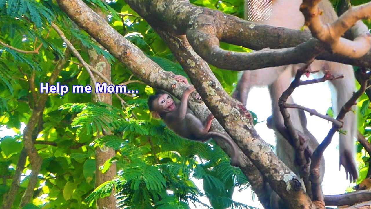 Good Mom...Monkey Teva tells her baby monkey Tessa please brave I'm here with you.