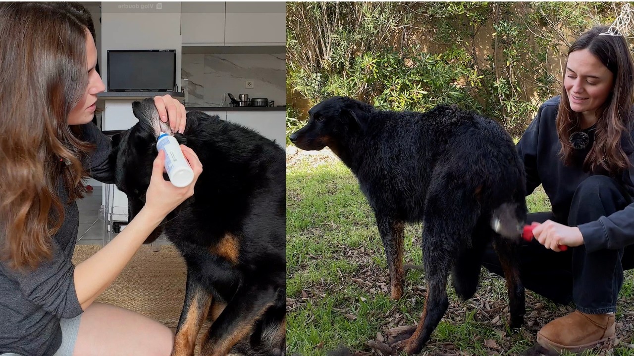 Journée reset complet pour mon chien