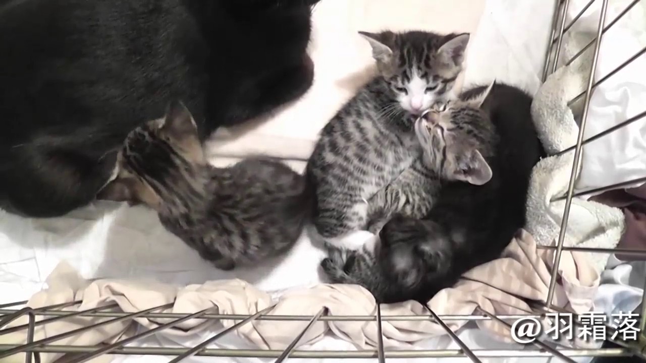 【喵】史上最萌的小奶猫叫声，请自带血包~